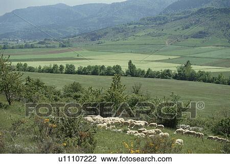 Rural Landscape With The Sheep In Britain View Large Photo Image Stock Image - Rural Landscape With The Sheep In Britain. Fotosearch