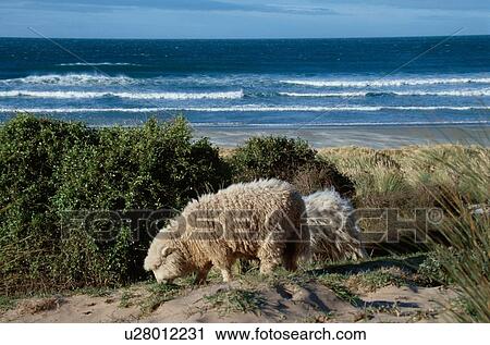 Stock Image - Sheep Grazing Near Ocean. Fotosearch