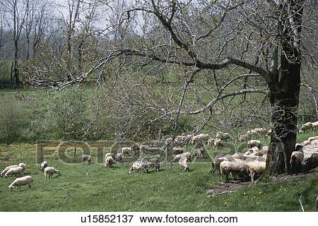 Sheep In Britain View Large Photo Image Stock Photo - Sheep In Britain. Fotosearch