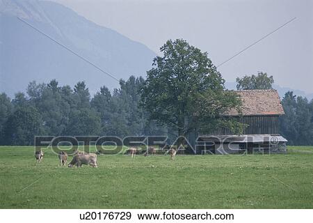 Stock Photo - The Cow And Hut Of A Pasture In Germany. Fotosearch