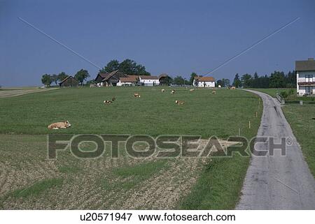 The Curve And Cow In Switzerland View Large Photo Image Stock Photo - The Curve And Cow In Switzerland. Fotosearch