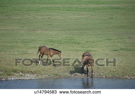 Two Horses By The River In Hokkaido View Large Photo Image Stock Image - Two Horses By The River In Hokkaido. Fotosearch