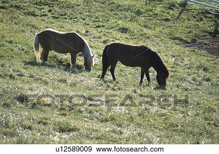 Two Horses In Hokkaido View Large Photo Image Stock Photo - Two Horses In Hokkaido. Fotosearch