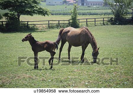 Stock Photo - Two Horses In Hokkaido. Fotosearch