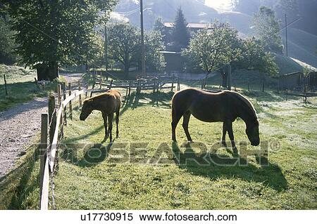Stock Photography - Two Horses In Hokkaido. Fotosearch