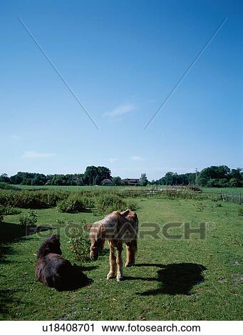 Two Ponies In Field View Large Photo Image Stock Image - Two Ponies In Field. Fotosearch