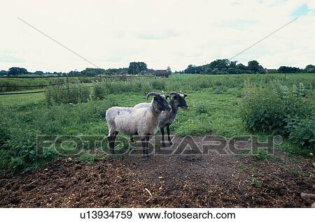 Two Sheep In Field View Large Photo Image Stock Photo - Two Sheep In Field. Fotosearch