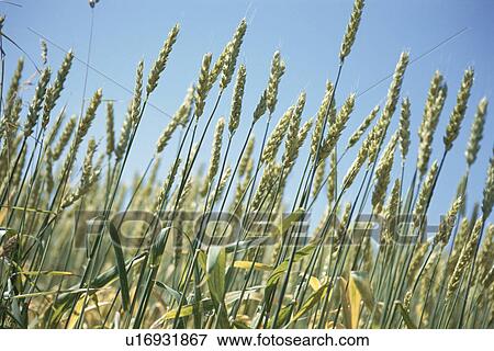 Wheat View Large Photo Image Stock Photo - Wheat. Fotosearch
