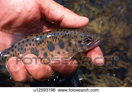 Stock Photograph - Trout In Hand. Fotosearch