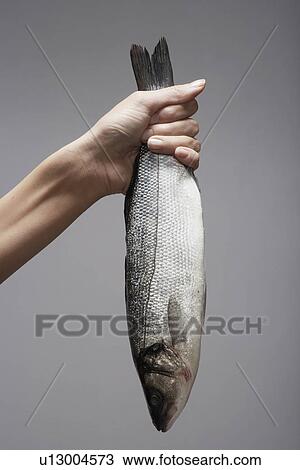 Woman's hand holding raw trout (close-up) View Large Photo Image Stock Image - Woman's hand holding raw trout (close-up). Fotosearch