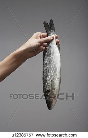 Stock Photo - Woman's hand holding raw trout (close-up). Fotosearch