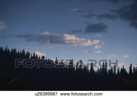 Stock Photo - A Forest And The Sky. Fotosearch