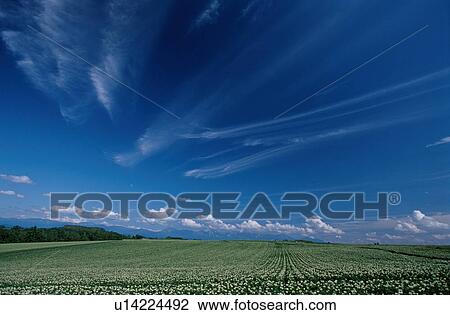 Stock Image - Blue Sky Above Field. Fotosearch