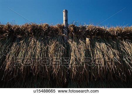 Stock Photography - Drying Rice Plants. Fotosearch