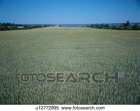 Stock Photography - Field Under Blue Sky. Fotosearch