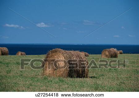 Haystacks In Field View Large Photo Image Stock Photo - Haystacks In Field. Fotosearch