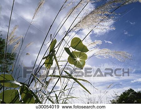 Japanese Pampas Grass And Clouds View Large Photo Image Stock Photo - Japanese Pampas Grass And Clouds. Fotosearch