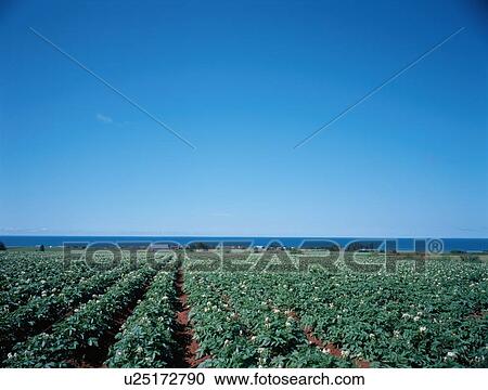 Stock Image - Potato Field. Fotosearch