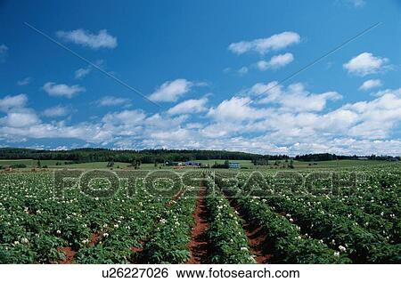 Potato Field Under Blue Sky View Large Photo Image Stock Photograph - Potato Field Under Blue Sky. Fotosearch