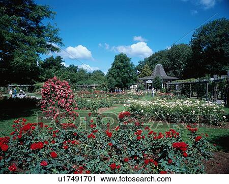Rose Garden In Bloom View Large Photo Image Stock Image - Rose Garden In Bloom. Fotosearch