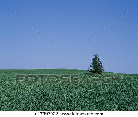 Tree In Field View Large Photo Image Stock Image - Tree In Field. Fotosearch