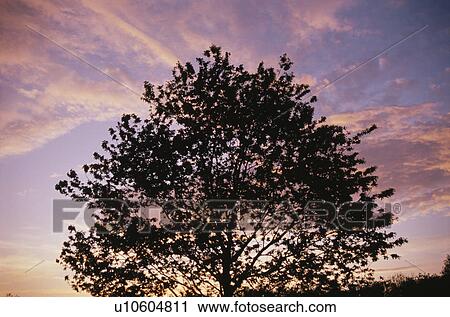 Twilight View Large Photo Image Stock Image - Twilight. Fotosearch