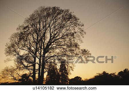 Stock Image - Twilight. Fotosearch