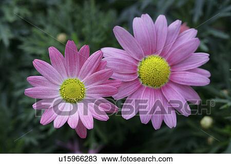 A Pink Flower View Large Photo Image Stock Image - A Pink Flower. Fotosearch