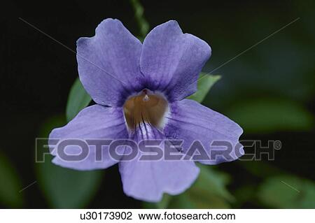 Stock Image - A Purple Flower. Fotosearch