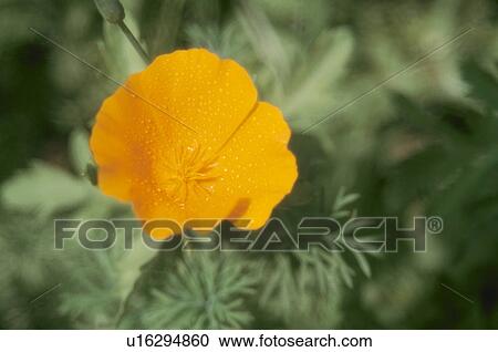 Stock Image - California Poppy. Fotosearch