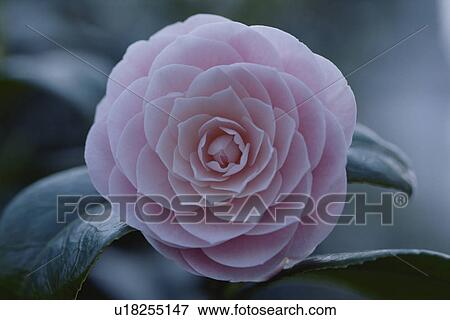 Stock Photo - Camellia. Fotosearch