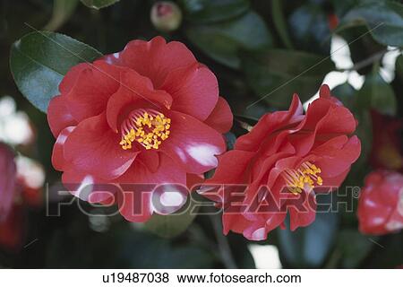 Camellia View Large Photo Image Stock Photo - Camellia. Fotosearch