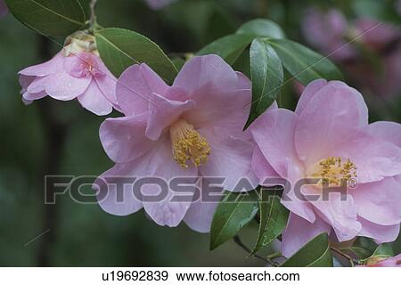 Stock Photo - Camellia. Fotosearch