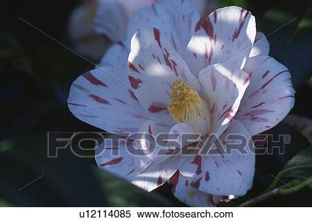 Camellia View Large Photo Image Stock Photography - Camellia. Fotosearch