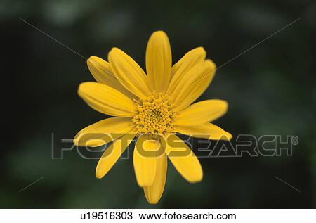 Chrysanthemum View Large Photo Image Stock Image - Chrysanthemum. Fotosearch