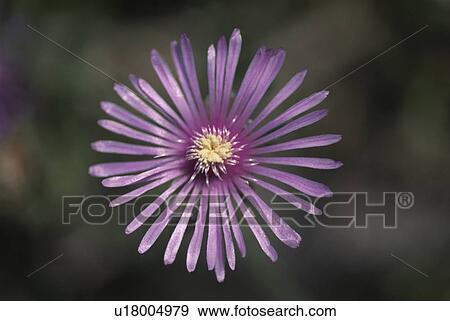 Chrysanthemum View Large Photo Image Stock Photo - Chrysanthemum. Fotosearch