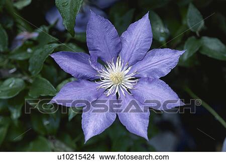 Clematis View Large Photo Image Picture - Clematis. Fotosearch
