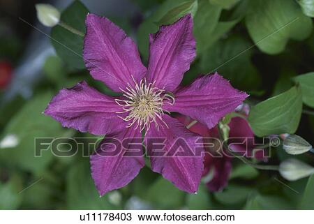 Clematis View Large Photo Image Stock Image - Clematis. Fotosearch
