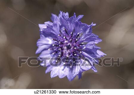 Cornflower View Large Photo Image Stock Image - Cornflower. Fotosearch