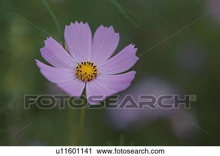 Stock Image - Cosmos. Fotosearch