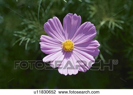 Cosmos View Large Photo Image Stock Image - Cosmos. Fotosearch