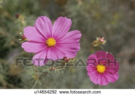 Cosmos View Large Photo Image Stock Image - Cosmos. Fotosearch
