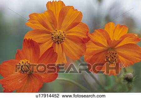 Cosmos View Large Photo Image Stock Image - Cosmos. Fotosearch