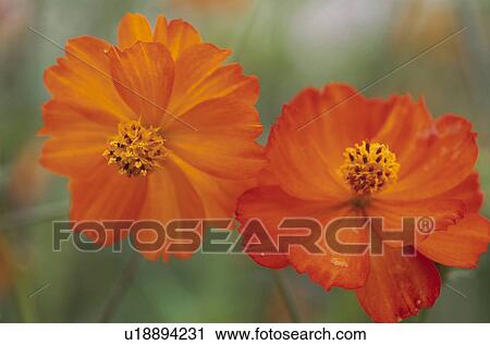 Cosmos View Large Photo Image Stock Image - Cosmos. Fotosearch