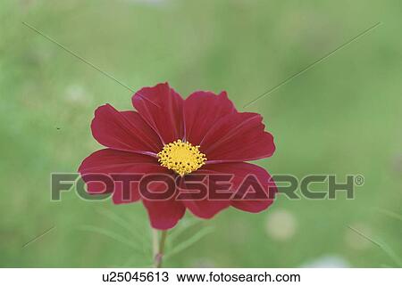 Cosmos View Large Photo Image Stock Image - Cosmos. Fotosearch