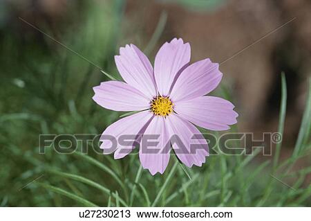 Cosmos View Large Photo Image Stock Image - Cosmos. Fotosearch