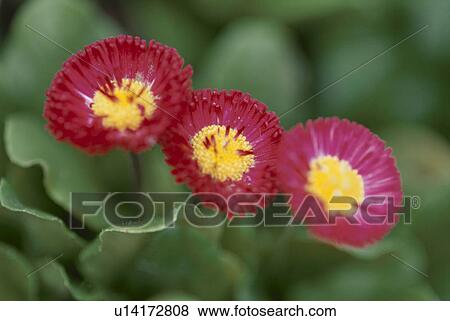 Daisy View Large Photo Image Stock Photo - Daisy. Fotosearch
