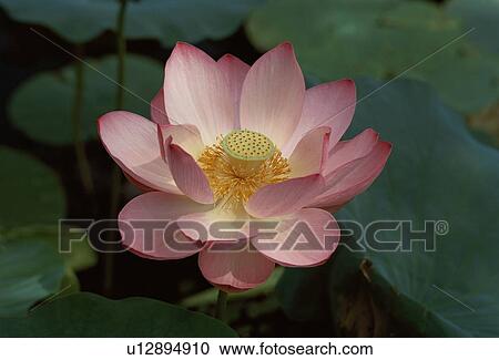 Stock Image - Flower Of Lotus. Fotosearch