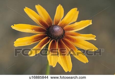 Picture - Flower. Fotosearch