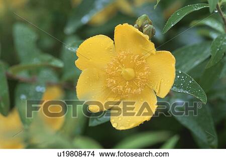 Picture - Flower. Fotosearch